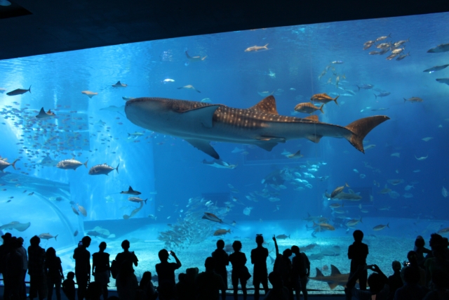 美ら海水族館